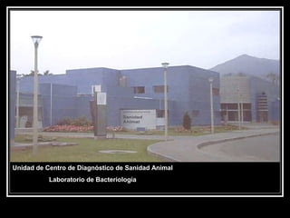 Unidad de Centro de Diagnóstico de Sanidad Animal
Laboratorio de Bacteriología
 