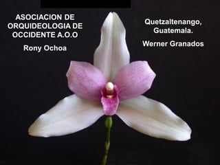 ASOCIACION DE
                   Quetzaltenango,
ORQUIDEOLOGIA DE
                     Guatemala.
 OCCIDENTE A.O.O
                   Werner Granados
   Rony Ochoa
 