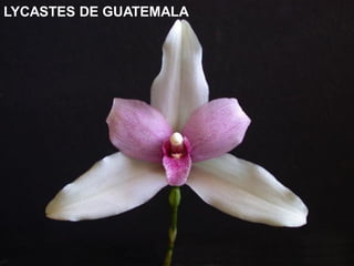 LYCASTES DE GUATEMALA
 