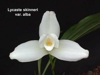 Lycaste skinneri
   var. alba
 