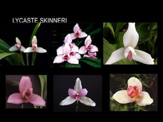 LYCASTE SKINNERI
 