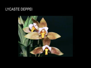 LYCASTE DEPPEI
 