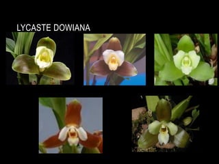 LYCASTE DOWIANA
 