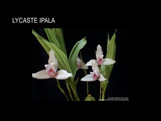 LYCASTE IPALA
 