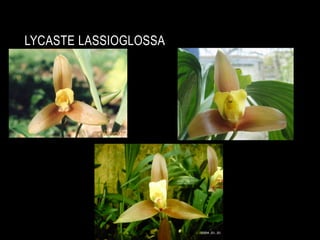 LYCASTE LASSIOGLOSSA
 