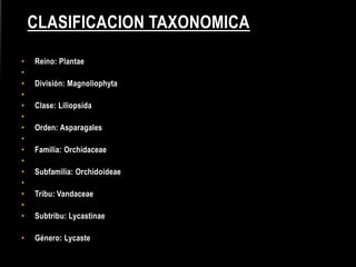 CLASIFICACION TAXONOMICA

•   Reino: Plantae
•
•   División: Magnoliophyta
•
•   Clase: Liliopsida
•
•   Orden: Asparagales
•
•   Familia: Orchidaceae
•
•   Subfamilia: Orchidoideae
•
•   Tribu: Vandaceae
•
•   Subtribu: Lycastinae

•   Género: Lycaste
 
