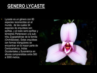 GENERO LYCASTE

•   Lycaste es un género con 80
    especies reconocidas en el
    mundo, de las cuales 54
    especies de orquídeas son
    epifitas, y el resto semi-epifitas y
    terrestres Pertenecen a la sub-
    tribu Zygopetalinae de la familia
    (Orchidaceae). Estas orquídeas
    con formas triangulares se
    encuentran en la mayor parte de
    Centroamérica, Indias
    Occidentales y Suramérica en
    alturas comprendidas entre 500
    a 3000 metros.
 