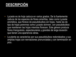 DESCRIPCIÓN

• Lycaste es de hoja caduca en varios grados. De la fuertemente
  caduca de las especies de flores amarillas, tales como Lycaste
  aromática, que florece de pseudobulbos sin hojas, hasta las de
  tipo de hojas perennes como Lycaste skinneri, con pseudobulbos
  que mantienen las hojas mientras florecen. Este género produce
  flores triangulares, espectaculares y grandes de larga duración
  que tienen una apariencia cérea.
• La planta se caracteríza por sus pseudobulbos redondeados y sus
  amplias hojas con nerviaciones pronunciadas y con terminación en
  pico.
 