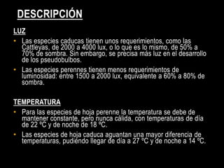 DESCRIPCIÓN
LUZ
• Las especies caducas tienen unos requerimientos, como las
  Cattleyas, de 2000 a 4000 lux, o lo que es lo mismo, de 50% a
  70% de sombra. Sin embargo, se precisa más luz en el desarrollo
  de los pseudobulbos.
• Las especies perennes tienen menos requerimientos de
  luminosidad: entre 1500 a 2000 lux, equivalente a 60% a 80% de
  sombra.

TEMPERATURA
• Para las especies de hoja perenne la temperatura se debe de
  mantener constante, pero nunca cálida, con temperaturas de día
  de 22 ºC y de noche de 18 ºC.
• Las especies de hoja caduca aguantan una mayor diferencia de
  temperaturas, pudiendo llegar de día a 27 ºC y de noche a 14 ºC.
 