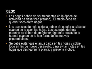 RIEGO
• Los riegos deben de ser frecuentes en la época de
  actividad de desarrollo (verano). El medio debe de
  quedar seco entre riegos.
• Las especies de hoja caduca deben de quedar casi secas
  cuando se le caen las hojas. Las especies de hoja
  perenne se deben de mantener algo más secas de lo
  normal cuando se le han formado los nuevos
  pseudobulbos.
• Se debe evitar que el agua caiga en las hojas y sobre
  todo en las de nuevo desarrollo, para evitar motas en las
  hojas que desfiguran la planta, y prevenir mohos.
 