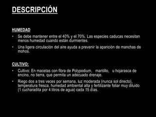 DESCRIPCIÓN

HUMEDAD
•   Se debe mantener entre el 40% y el 70%. Las especies caducas necesitan
    menos humedad cuando están durmientes.
•   Una ligera circulación del aire ayuda a prevenir la aparición de manchas de
    mohos.


CULTIVO:
•   Cultivo: En macetas con fibra de Polypodium, mantillo, u hojarasca de
    encino, no tierra, que permita un adecuado drenaje.
•   Riego dos a tres veces por semana, luz moderada (nunca sol directo),
    temperatura fresca, humedad ambiental alta y fertilizante foliar muy diluido
    (1 cucharadita por 4 litros de agua) cada 15 días.
 