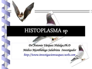 Dr. Antonio Vásquez Hidalgo,Ph.D
Médico Microbiólogo Salubrista Investigador
http://www.investigacionvasquez.webs.com
 
