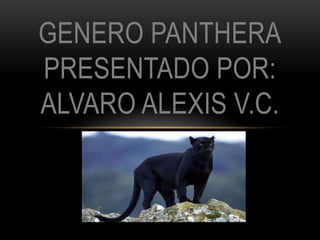 GENERO PANTHERA
PRESENTADO POR:
ALVARO ALEXIS V.C.

 
