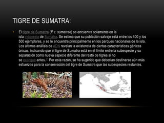 TIGRE DE SUMATRA:
•

El tigre de Sumatra (P. t. sumatrae) se encuentra solamente en la
isla indonesia de Sumatra. Se estima que su población salvaje está entre los 400 y los
500 ejemplares, y se le encuentra principalmente en los parques nacionales de la isla.
Los últimos análisis de ADN revelan la existencia de ciertas características génicas
únicas, indicando que el tigre de Sumatra está en el límite entre la subespecie y su
separación como nueva especie diferente del resto de tigres si no
se extingue antes.21 Por esta razón, se ha sugerido que deberían destinarse aún más
esfuerzos para la conservación del tigre de Sumatra que las subespecies restantes.

 