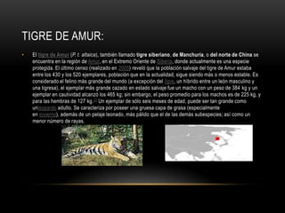TIGRE DE AMUR:
•

El tigre de Amur (P. t. altaica), también llamado tigre siberiano, de Manchuria, o del norte de China se
encuentra en la región de Amur, en el Extremo Oriente de Siberia, donde actualmente es una especie
protegida. El último censo (realizado en 2005) reveló que la población salvaje del tigre de Amur estaba
entre los 430 y los 520 ejemplares, población que en la actualidad, sigue siendo más o menos estable. Es
considerado el felino más grande del mundo (a excepción del ligre, un híbrido entre un león masculino y
una tigresa), el ejemplar más grande cazado en estado salvaje fue un macho con un peso de 384 kg y un
ejemplar en cautividad alcanzó los 465 kg; sin embargo, el peso promedio para los machos es de 225 kg, y
para las hembras de 127 kg.22 Un ejemplar de sólo seis meses de edad, puede ser tan grande como
unleopardo adulto. Se caracteriza por poseer una gruesa capa de grasa (especialmente
en invierno), además de un pelaje leonado, más pálido que el de las demás subespecies; así como un
menor número de rayas.

 