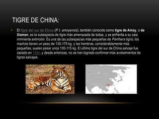 TIGRE DE CHINA:
•

El tigre del sur de China (P. t. amoyensis), también conocido como tigre de Amoy, o de
Xiamen, es la subespecie de tigre más amenazada de todas, y se enfrenta a su casi
inminente extinción. Es una de las subespecies más pequeñas de Panthera tigris; los
machos tienen un peso de 130-175 kg. y las hembras, considerablemente más
pequeñas, suelen pesar unos 100-115 kg. El último tigre del sur de China salvaje fue
cazado en 1994, y desde entonces, no se han logrado confirmar más avistamientos de
tigres salvajes.

 