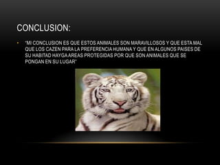 CONCLUSION:
•

“MI CONCLUSION ES QUE ESTOS ANIMALES SON MARAVILLOSOS Y QUE ESTA MAL
QUE LOS CAZEN PARA LA PREFERENCIA HUMANA Y QUE EN ALGUNOS PAISES DE
SU HABITAD HAYGA AREAS PROTEGIDAS POR QUE SON ANIMALES QUE SE
PONGAN EN SU LUGAR”

 