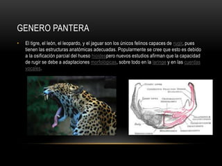 GENERO PANTERA
•

El tigre, el león, el leopardo, y el jaguar son los únicos felinos capaces de rugir, pues
tienen las estructuras anatómicas adecuadas. Popularmente se cree que esto es debido
a la osificación parcial del hueso hioidespero nuevos estudios afirman que la capacidad
de rugir se debe a adaptaciones morfológicas, sobre todo en la laringe y en las cuerdas
vocales.

 