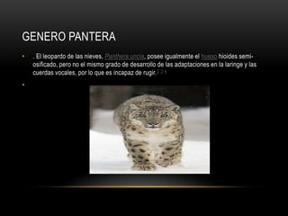 GENERO PANTERA
•

•

. El leopardo de las nieves, Panthera uncia, posee igualmente el hueso hioides semiosificado, pero no el mismo grado de desarrollo de las adaptaciones en la laringe y las
cuerdas vocales, por lo que es incapaz de rugir. 2 3 4

 