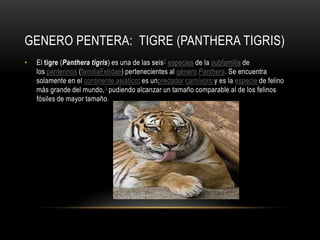 GENERO PENTERA: TIGRE (PANTHERA TIGRIS)
•

El tigre (Panthera tigris) es una de las seis 2 especies de la subfamilia de
los panterinos (familiaFelidae) pertenecientes al género Panthera. Se encuentra
solamente en el continente asiático; es unpredador carnívoro y es la especie de felino
más grande del mundo, 3 pudiendo alcanzar un tamaño comparable al de los felinos
fósiles de mayor tamaño.

 