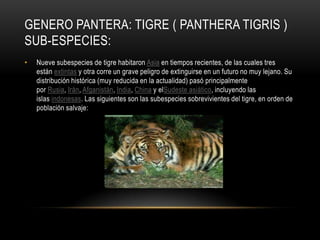 GENERO PANTERA: TIGRE ( PANTHERA TIGRIS )
SUB-ESPECIES:
•

Nueve subespecies de tigre habitaron Asia en tiempos recientes, de las cuales tres
están extintas y otra corre un grave peligro de extinguirse en un futuro no muy lejano. Su
distribución histórica (muy reducida en la actualidad) pasó principalmente
por Rusia, Irán, Afganistán, India, China y elSudeste asiático, incluyendo las
islas indonesas. Las siguientes son las subespecies sobrevivientes del tigre, en orden de
población salvaje:

 