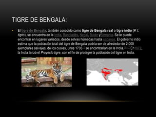 TIGRE DE BENGALA:
•

El tigre de Bengala, también conocido como tigre de Bengala real o tigre indio (P. t.
tigris), se encuentra en la India, Bangladés, Nepal, Bután yBirmania. Se le puede
encontrar en lugares variados, desde selvas húmedas hasta sabanas. El gobierno indio
estima que la población total del tigre de Bengala podría ser de alrededor de 2.000
ejemplares salvajes, de los cuales, unos 1706 15 se encontrarían en la India. 16 17 En1972,
la India lanzó el Proyecto tigre, con el fin de proteger la población del tigre en India.

 