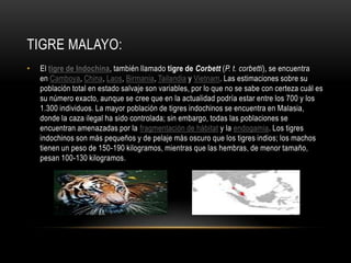 TIGRE MALAYO:
•

El tigre de Indochina, también llamado tigre de Corbett (P. t. corbetti), se encuentra
en Camboya, China, Laos, Birmania, Tailandia y Vietnam. Las estimaciones sobre su
población total en estado salvaje son variables, por lo que no se sabe con certeza cuál es
su número exacto, aunque se cree que en la actualidad podría estar entre los 700 y los
1.300 individuos. La mayor población de tigres indochinos se encuentra en Malasia,
donde la caza ilegal ha sido controlada; sin embargo, todas las poblaciones se
encuentran amenazadas por la fragmentación de hábitat y la endogamia. Los tigres
indochinos son más pequeños y de pelaje más oscuro que los tigres indios; los machos
tienen un peso de 150-190 kilogramos, mientras que las hembras, de menor tamaño,
pesan 100-130 kilogramos.

 