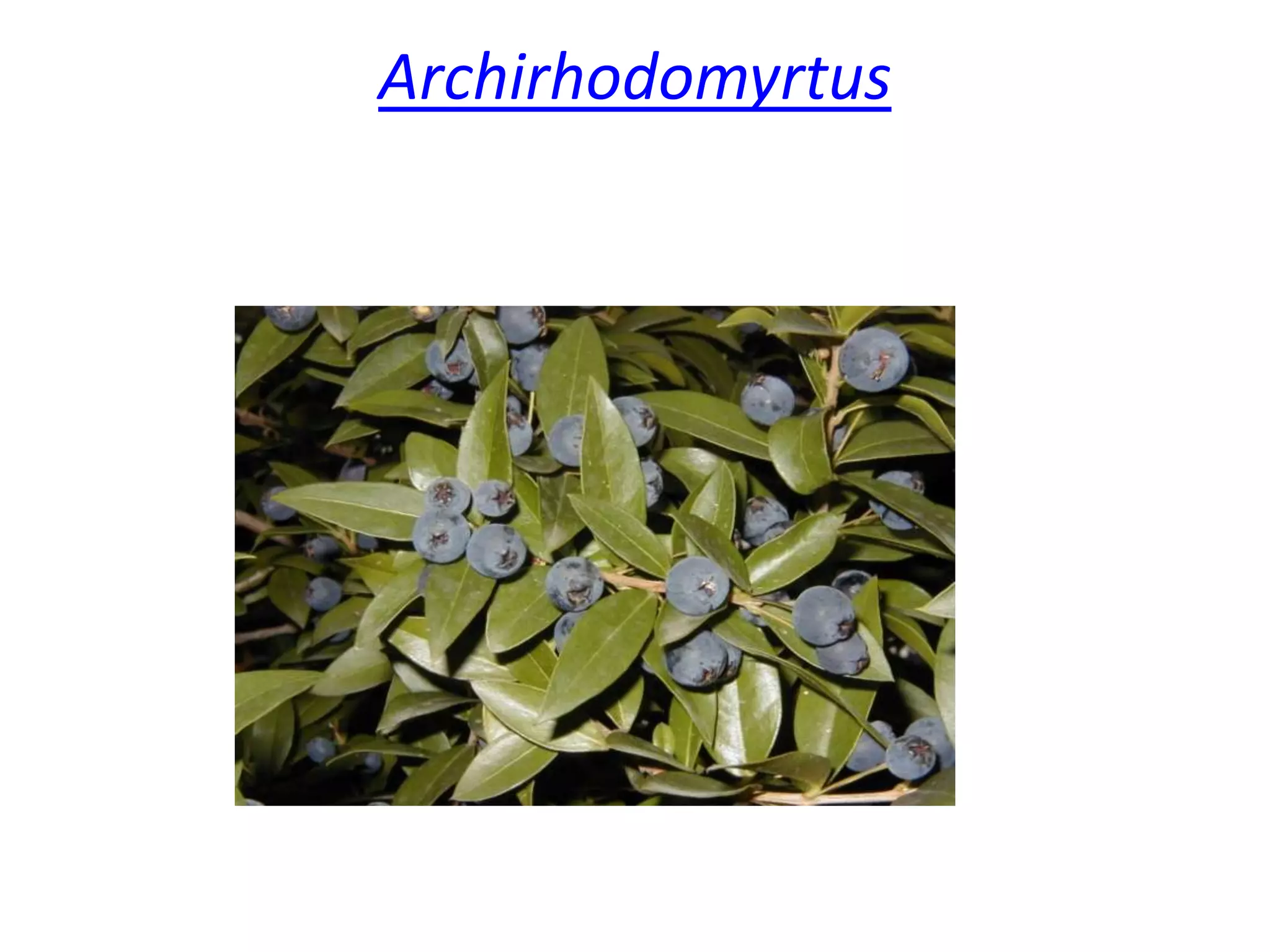 Archirhodomyrtus