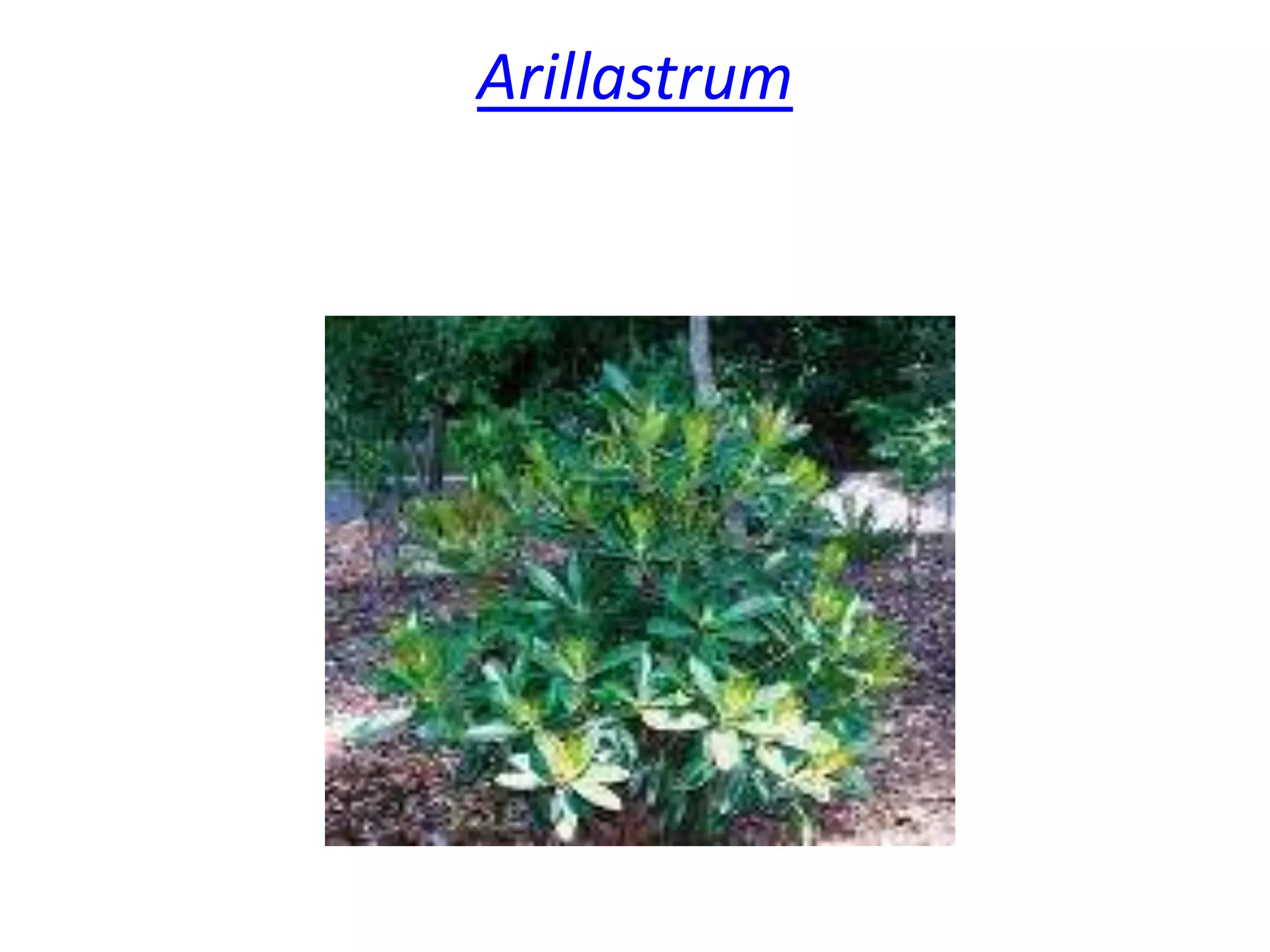 Arillastrum