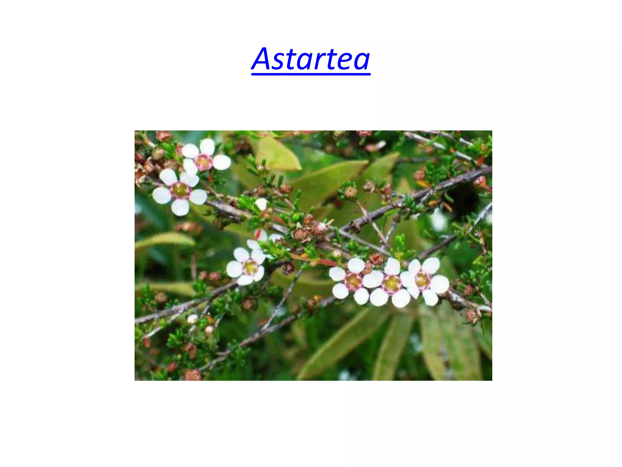 Astartea