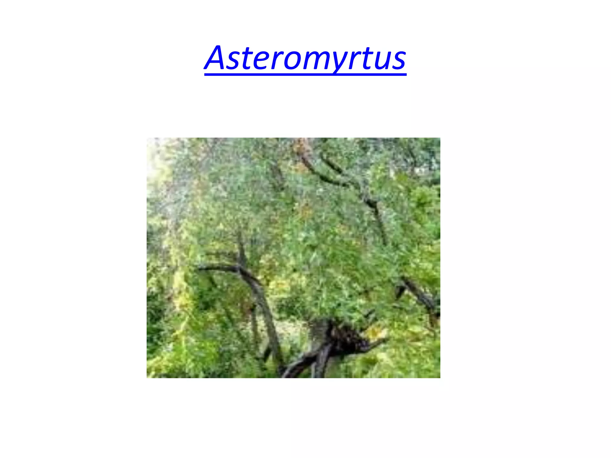 Asteromyrtus