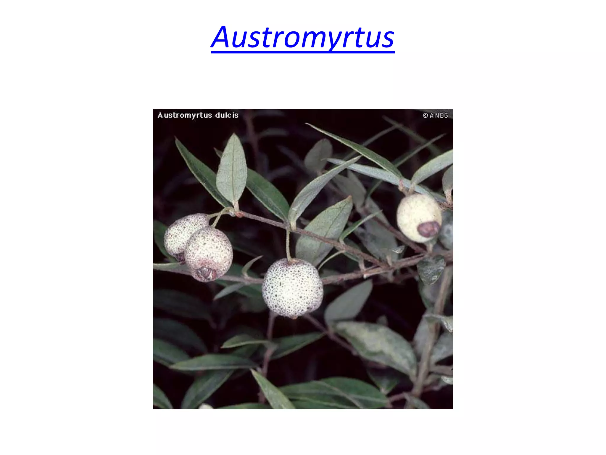 Austromyrtus