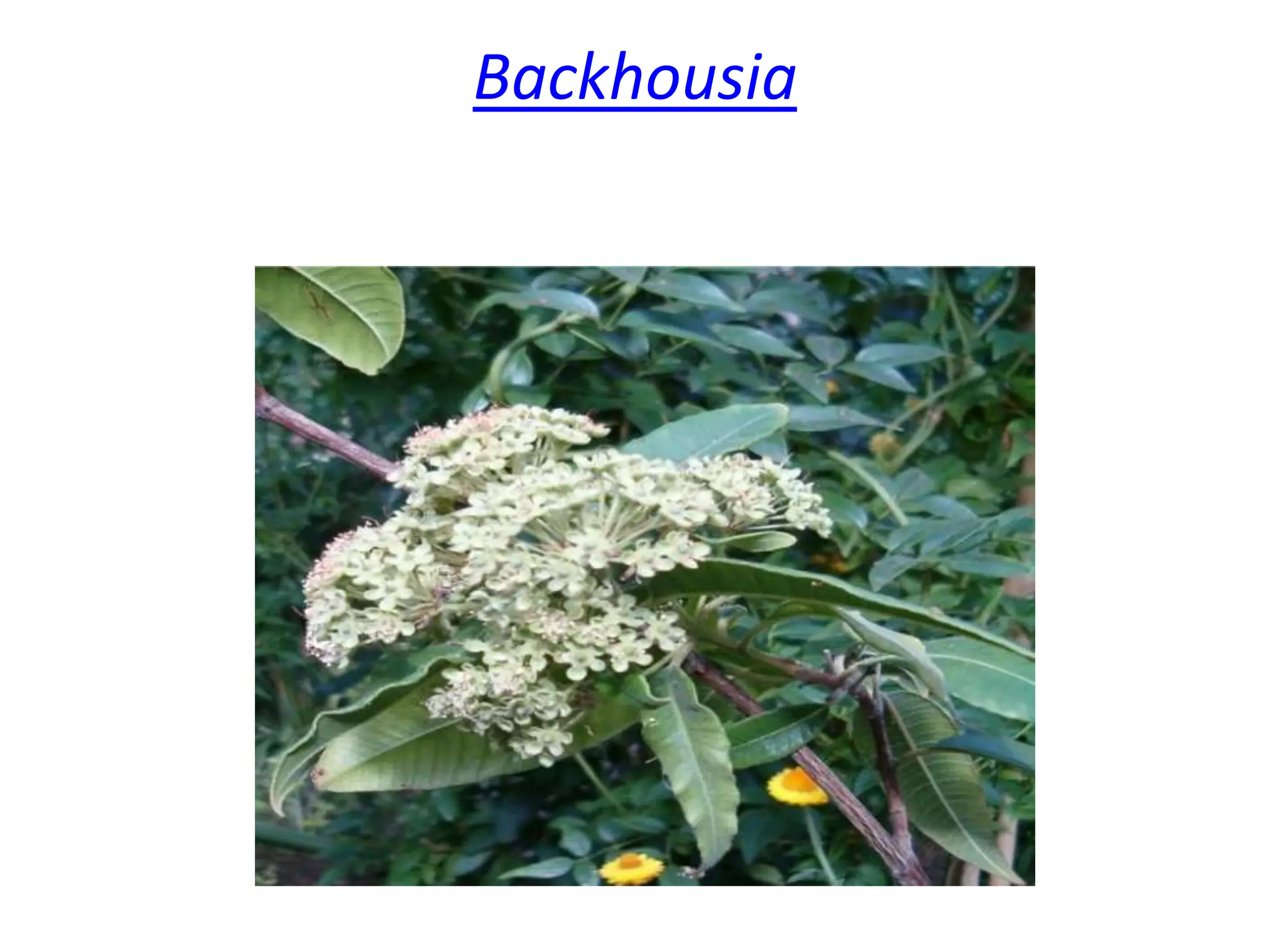 Backhousia