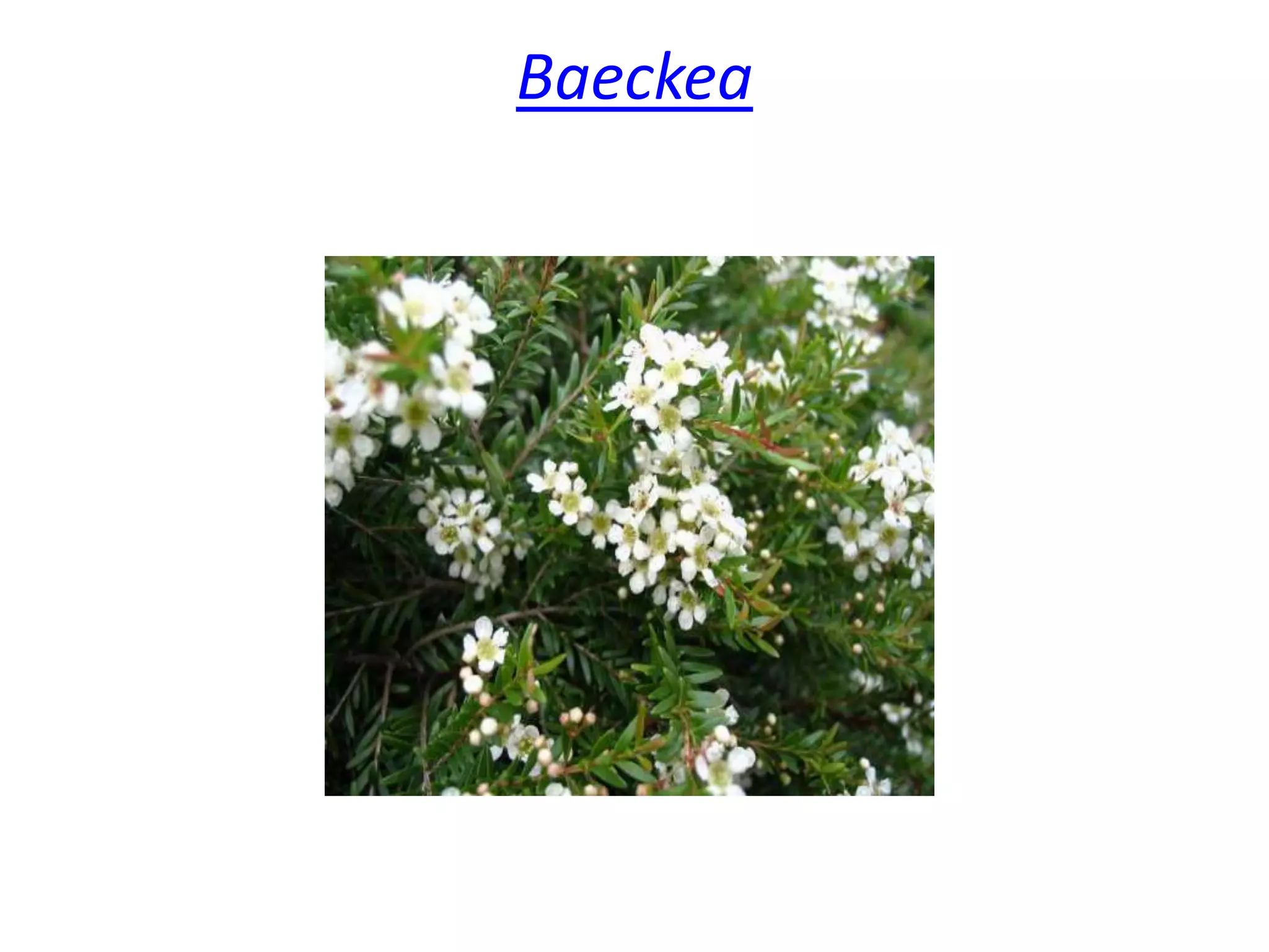 Baeckea