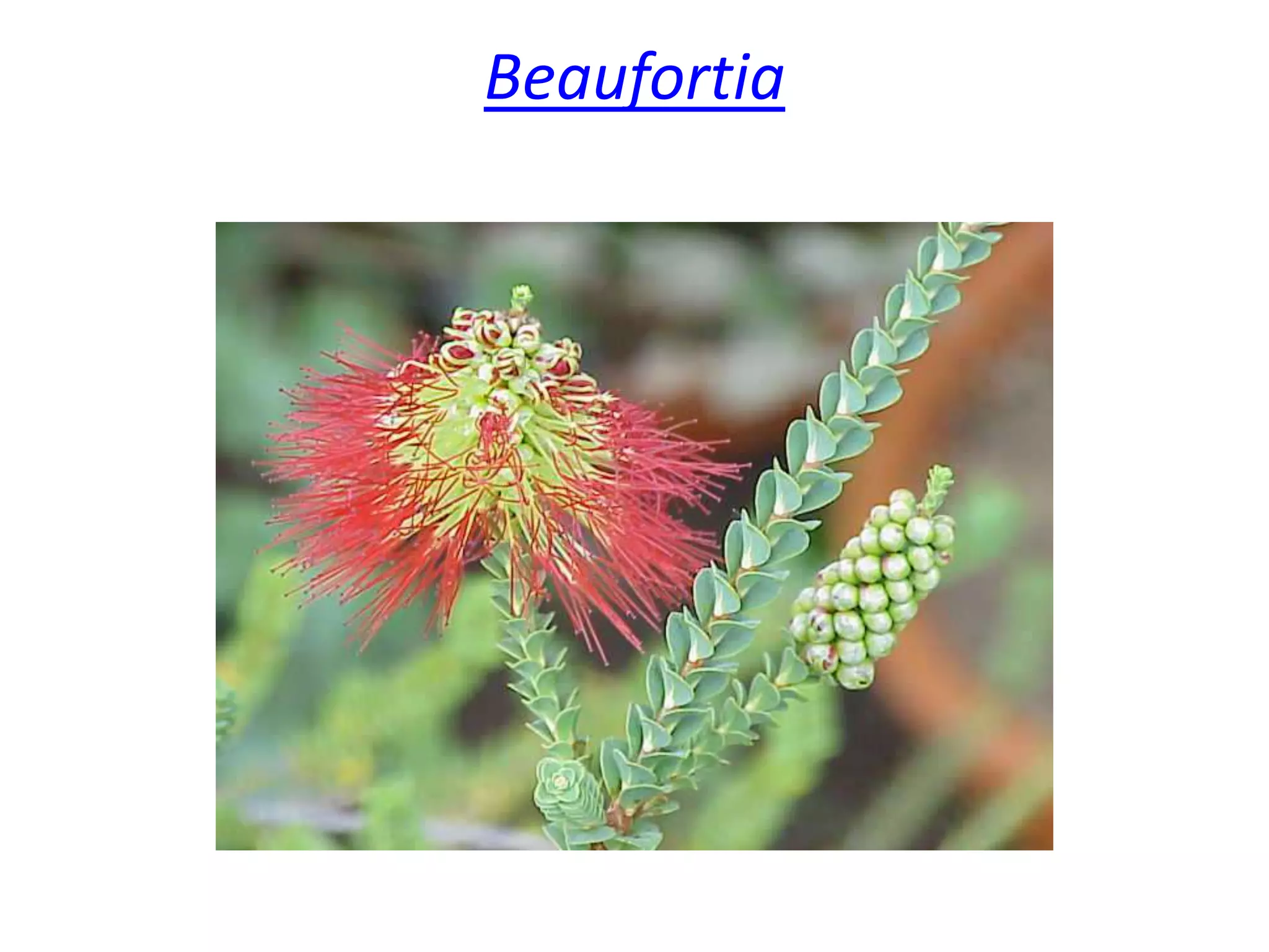 Beaufortia