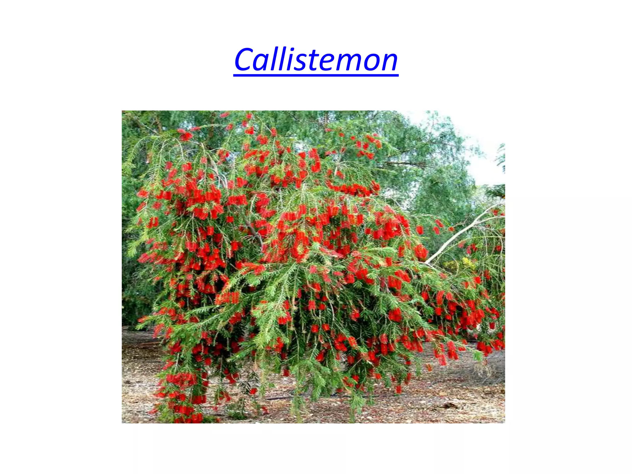  Callistemon