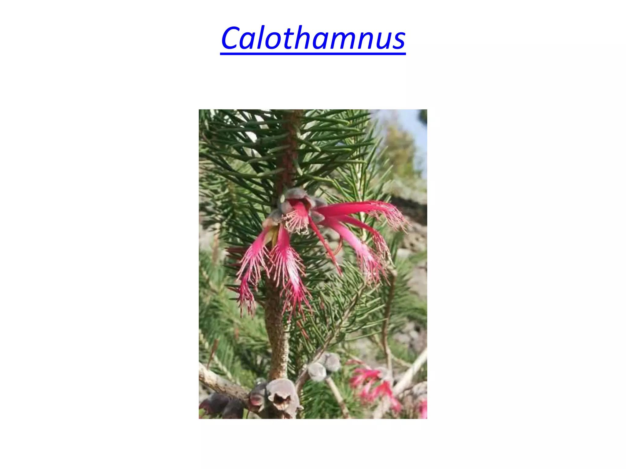 Calothamnus