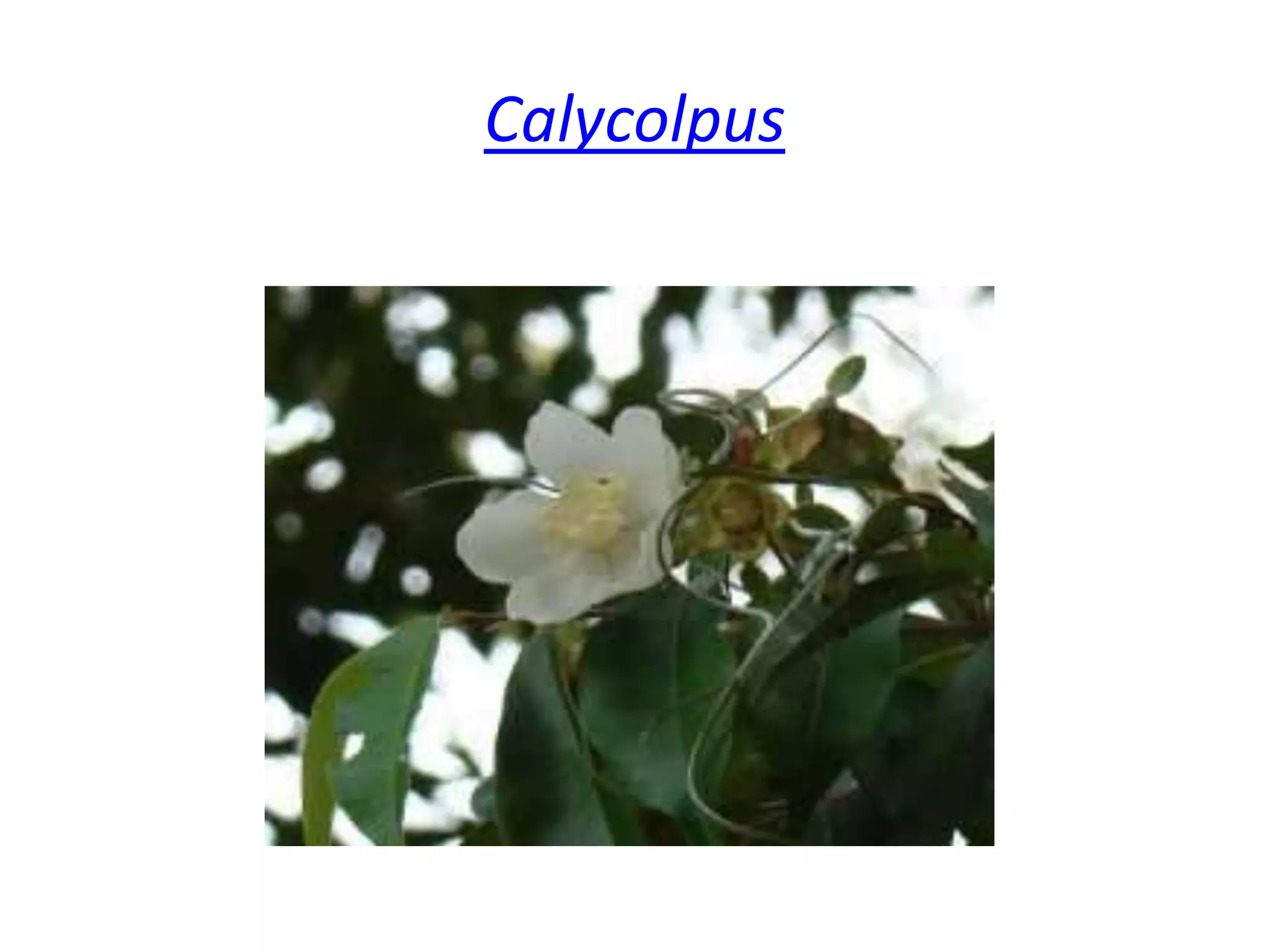  Calycolpus