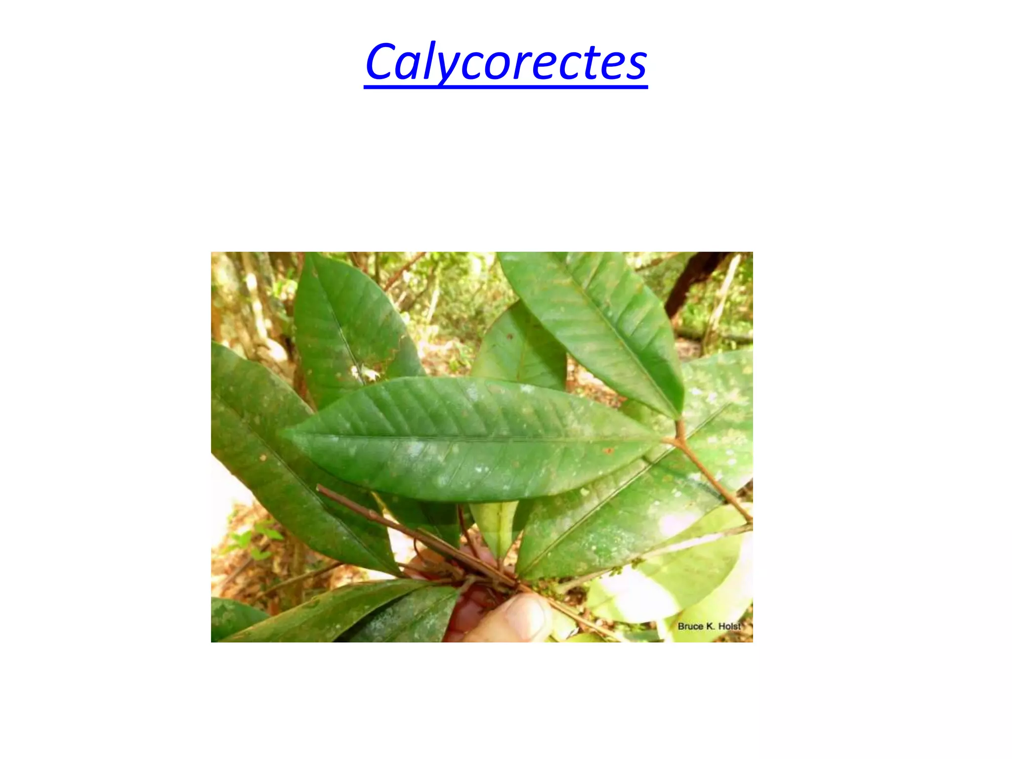 Calycorectes