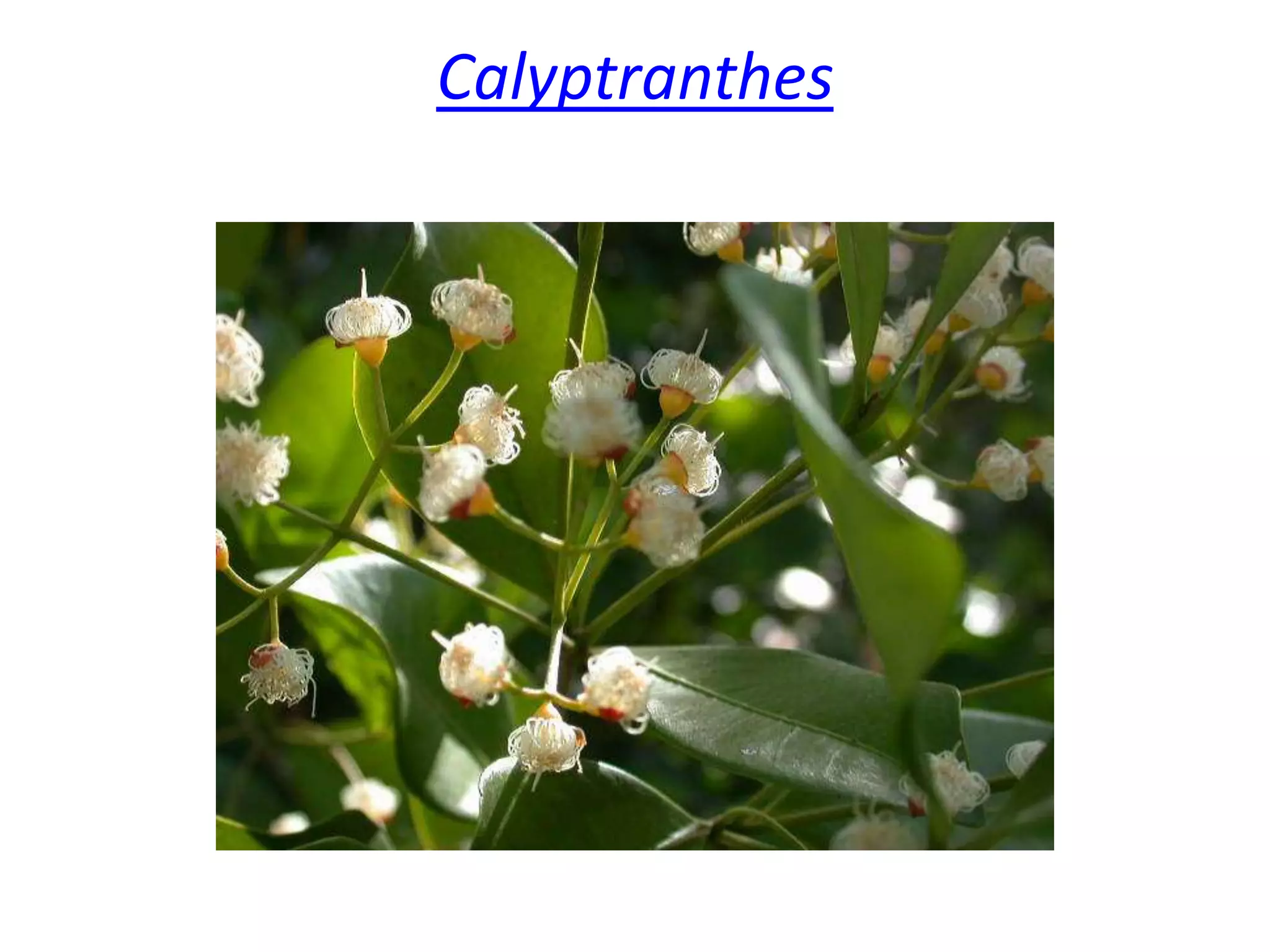 Calyptranthes