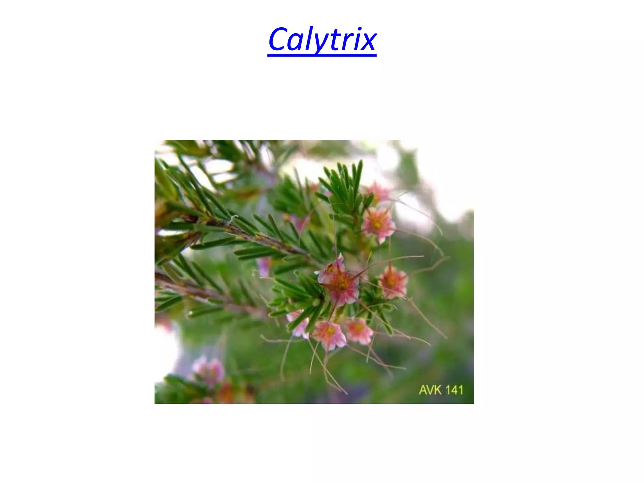 Calytrix