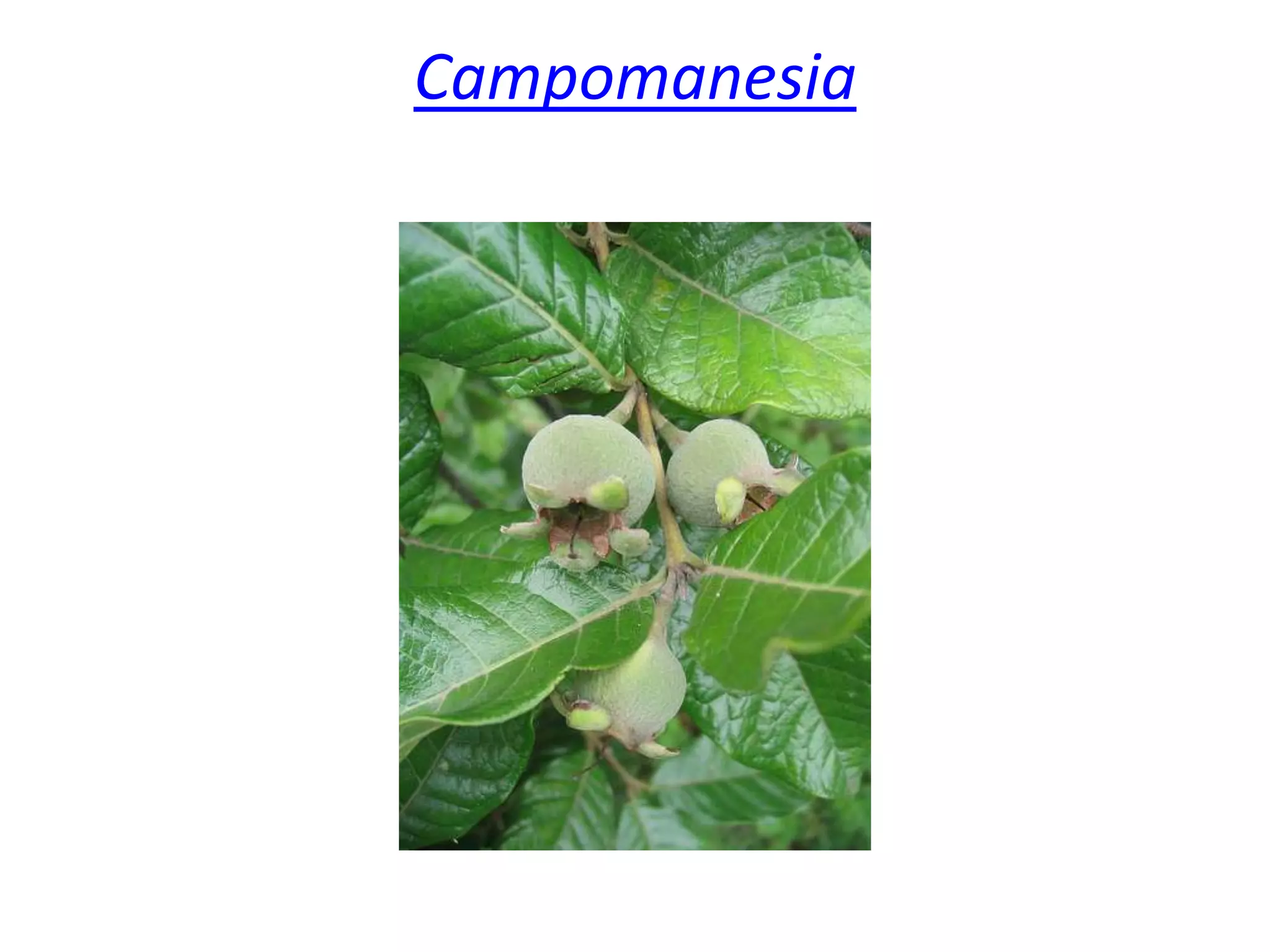 Campomanesia