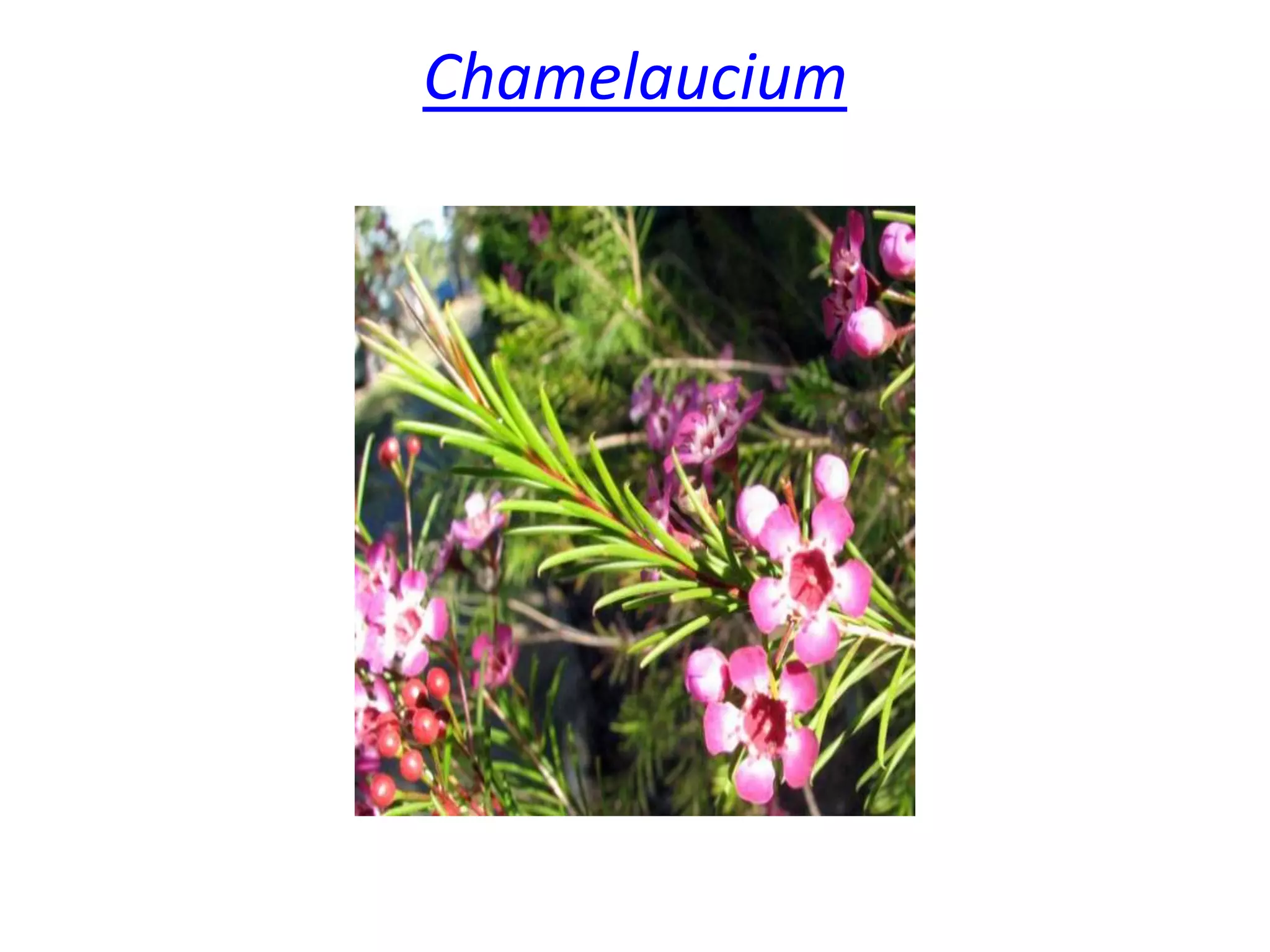 Chamelaucium