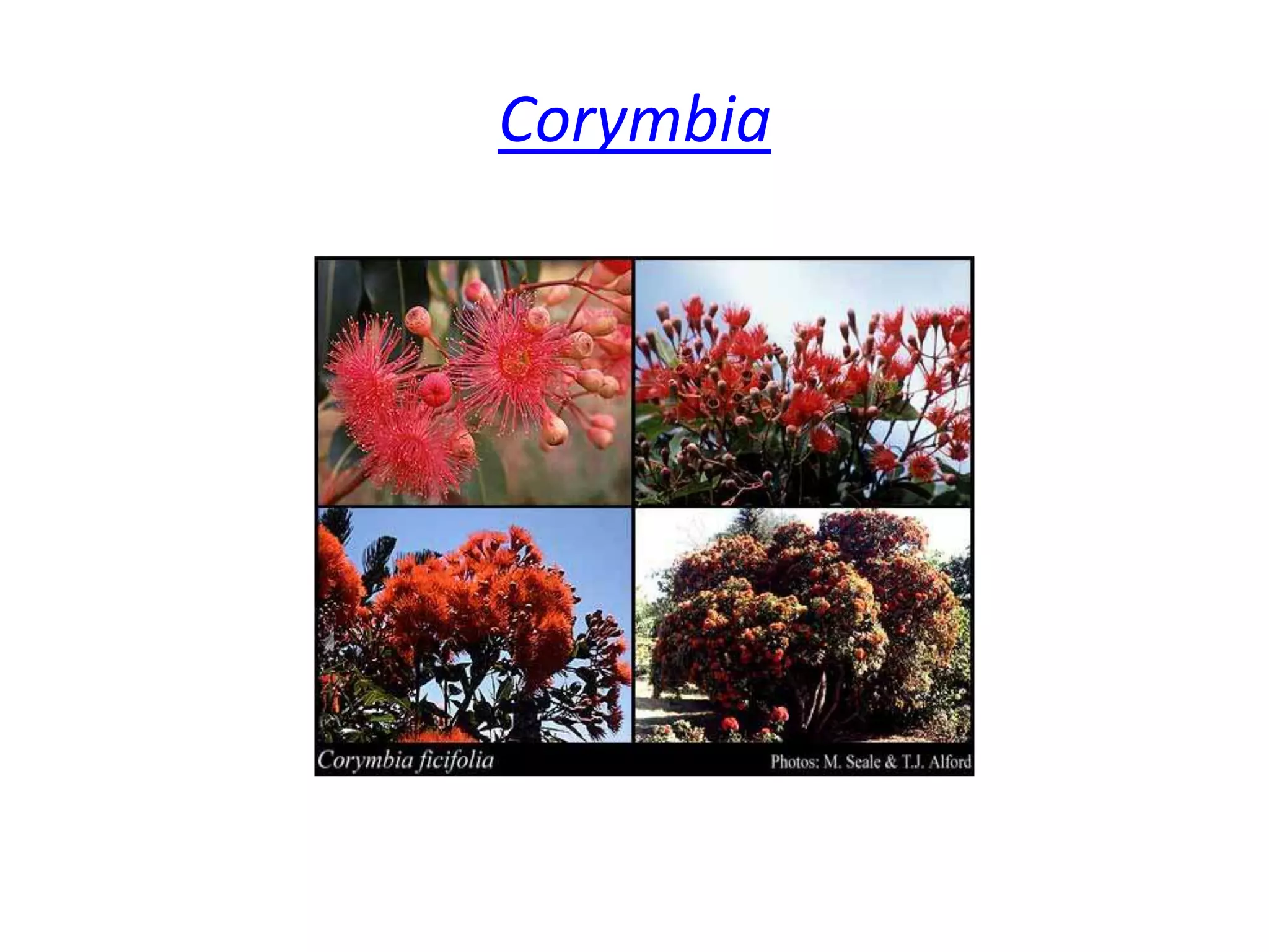  Corymbia