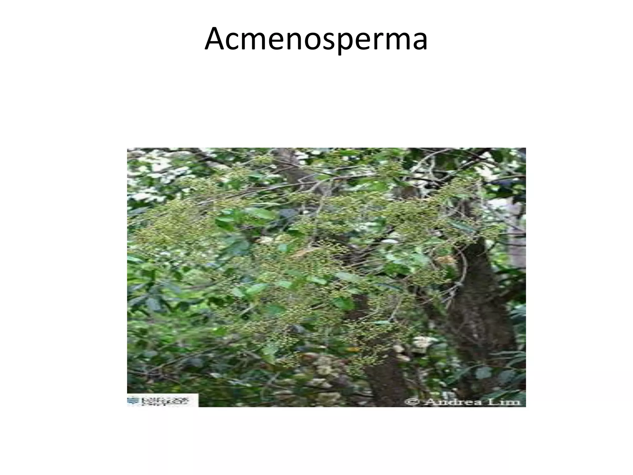 Acmenosperma