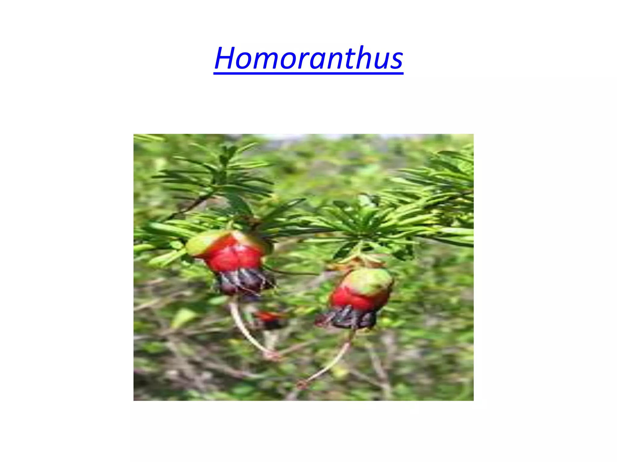  Homoranthus