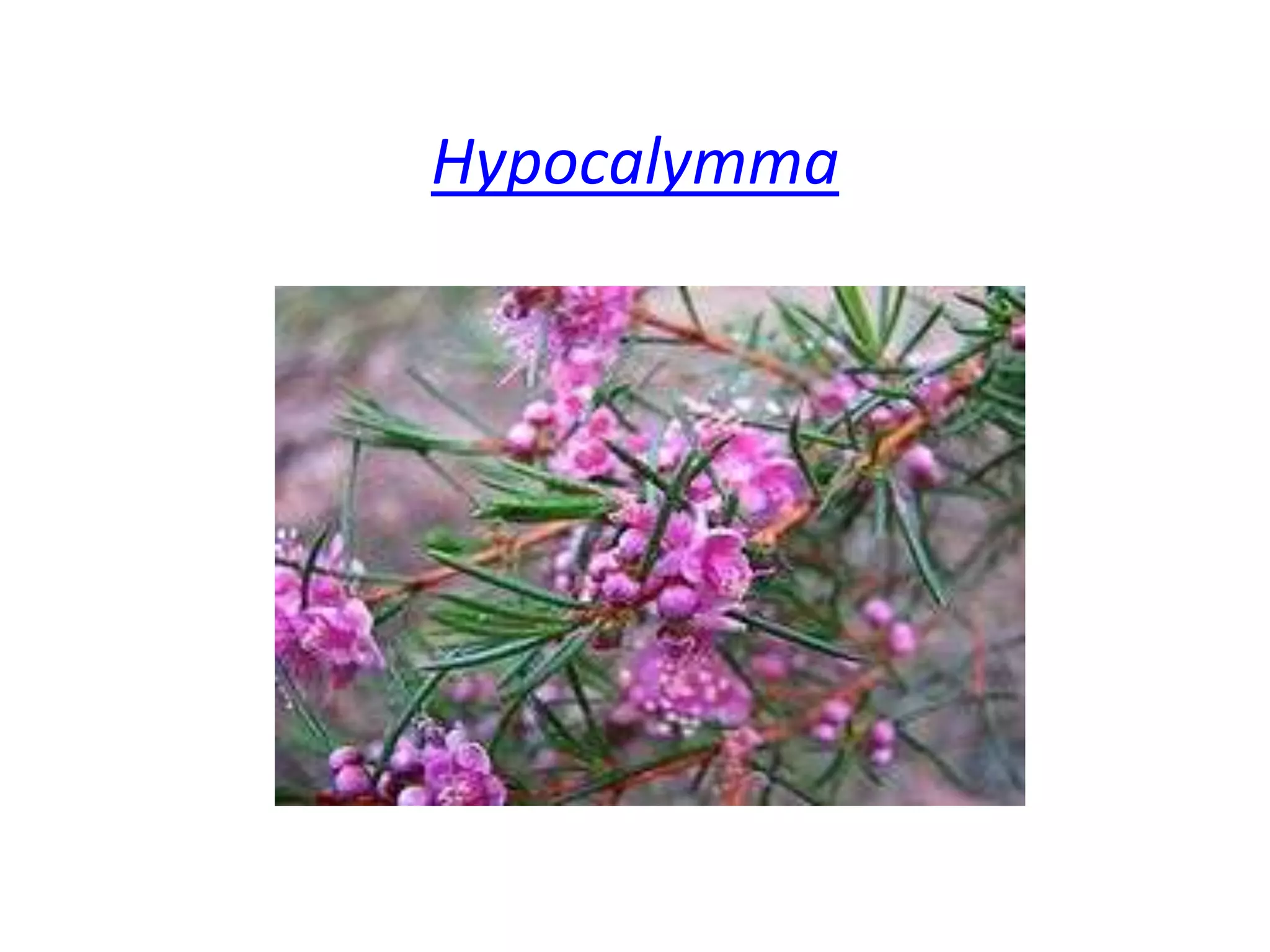  Hypocalymma