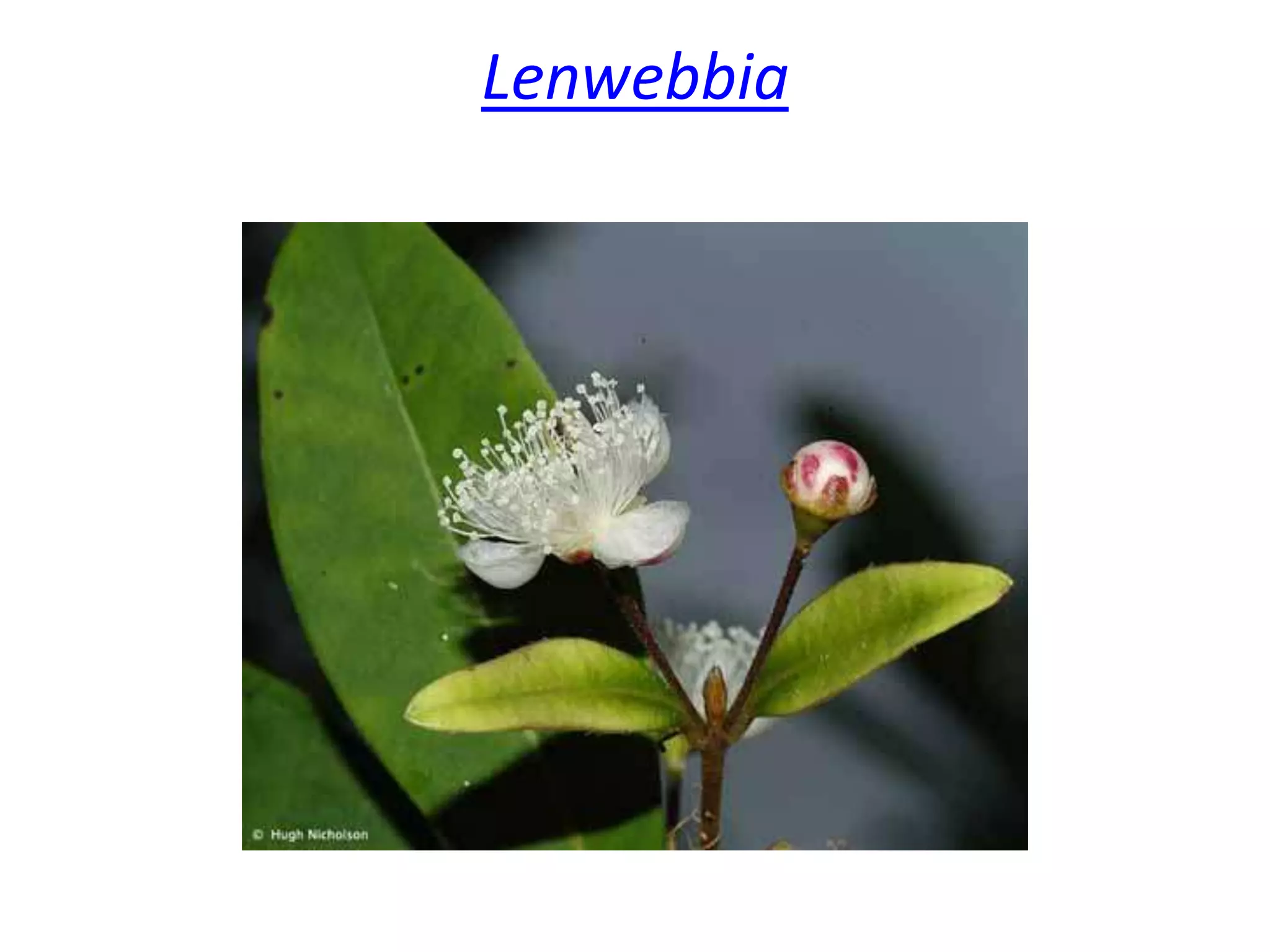 Lenwebbia