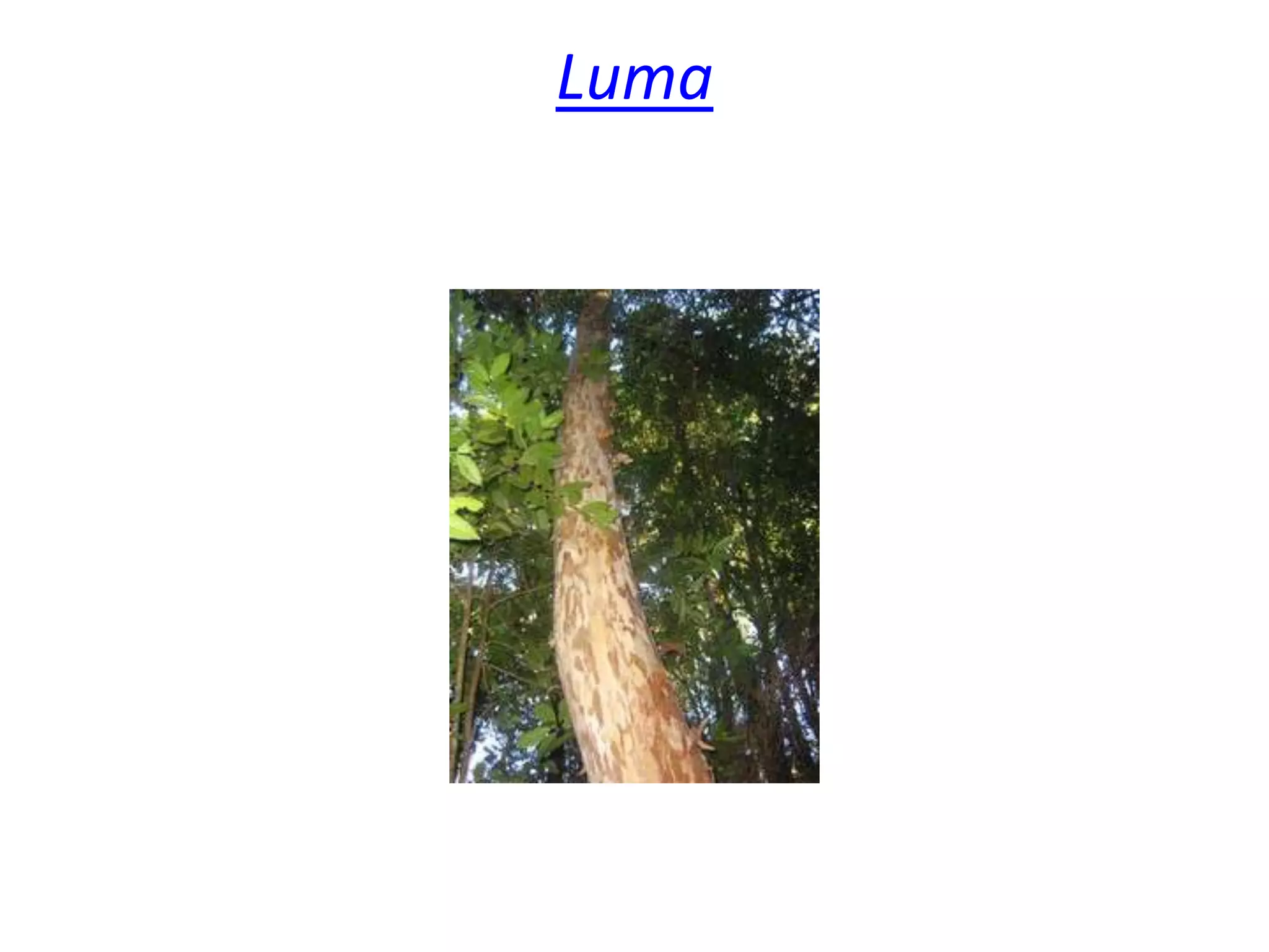 Luma