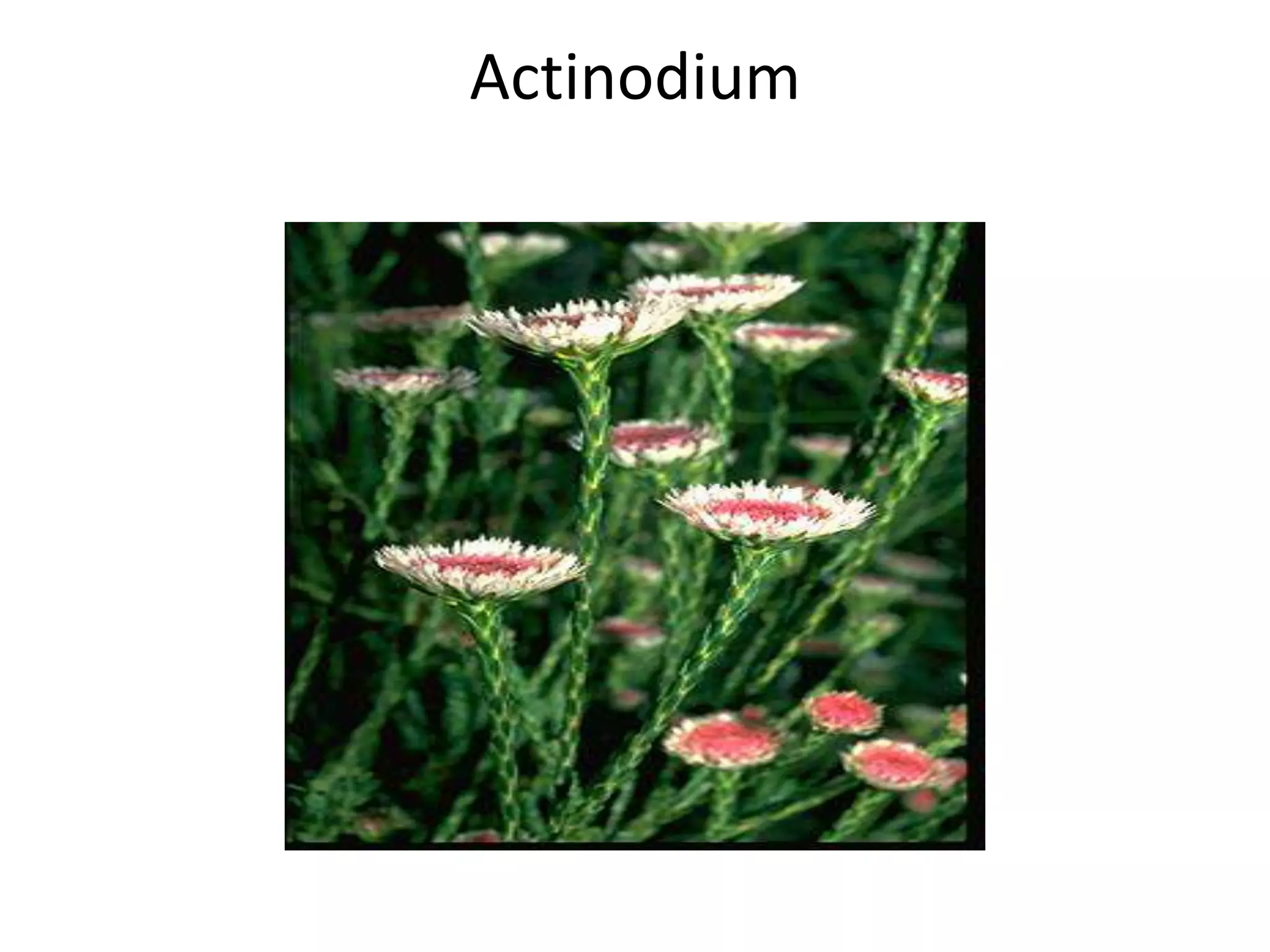 Actinodium